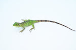 Baby Banana Spiny Tailed Iguana