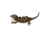Banded Reticulated Gargoyle Gecko