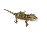 Banded Reticulated Gargoyle Gecko