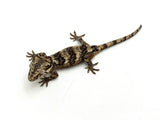Banded Reticulated Gargoyle Gecko
