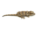 Banded Reticulated Gargoyle Gecko