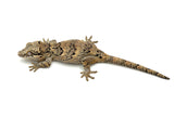Banded Reticulated Gargoyle Gecko