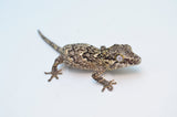 Banded/Reticulated Gargoyle Gecko