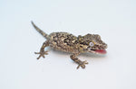 Banded/Reticulated Gargoyle Gecko