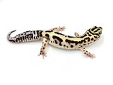 Bandit Leopard Gecko Male