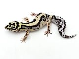Bandit Leopard Gecko Female