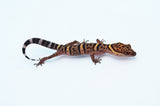 Bawangling Chinese Cave Gecko