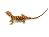 Orange Leatherback Bearded Dragon