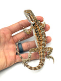 Orange Bearded Dragon