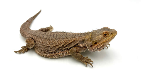 Normal Bearded Dragon