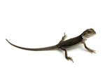 Zero Bearded Dragon