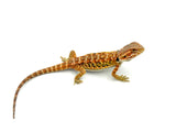 Orange Leatherback Bearded Dragon