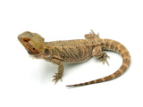 Hypo Adult Bearded Dragon