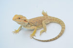 Citrus Bearded Dragon