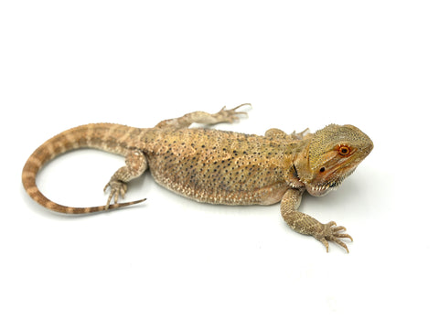 Hypo Adult Bearded Dragon