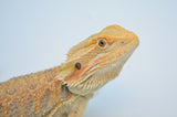 Citrus Bearded Dragon