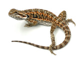 Orange Bearded Dragon