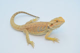 Citrus Bearded Dragon