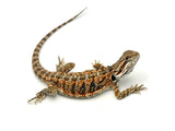 Orange Bearded Dragon