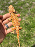 Orange Leatherback Bearded Dragon