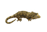 Pine Island Mossy Prehensile Tailed Gecko