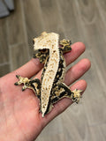 Dark and Cream Whitewall Harlequin Pinstripe Crested Gecko