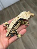 Dark and Cream Whitewall Harlequin Pinstripe Crested Gecko