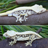Solid Dorsal Lilly White Crested Gecko
