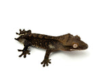 Dark Phantom Tiger Crested Gecko