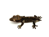 Dark Phantom Tiger Crested Gecko