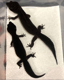 Pure Black Night Leopard Gecko Male
