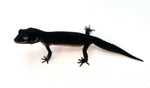 (Pitch Black) Black Night Leopard Gecko