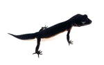 (Pitch Black) Black Night Leopard Gecko