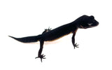 (Pitch Black) Black Night Leopard Gecko
