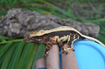 Whitewall Superstripe Crested Gecko