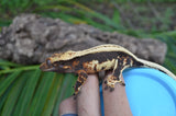 Whitewall Superstripe Crested Gecko