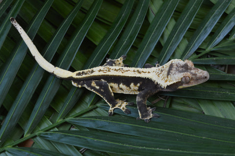 Dark and Cream Pinstripe Crested Gecko