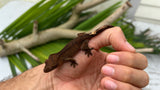 F3 Dark Phantom Crested Gecko