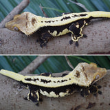 Whitewall Superstripe Crested Gecko (BlackJack CLONE)
