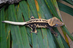 Tangerine Whiteout Emptyback Pinstripe Crested Gecko (BlackJack offspring)