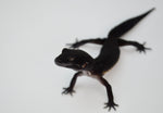 Black Night Leopard Gecko