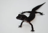 Black Night Leopard Gecko