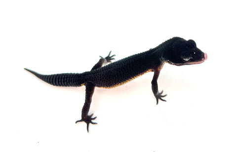 (Pitch Black) Black Night Leopard Gecko