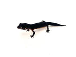 (Pitch Black) Black Night Leopard Gecko