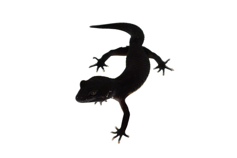Black Night Leopard Gecko