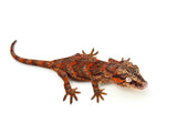 Red Super Blotched Gargoyle Gecko