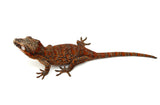 Red Super Blotched Gargoyle Gecko