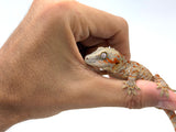 Orange Super Tiger Blotched Gargoyle Gecko