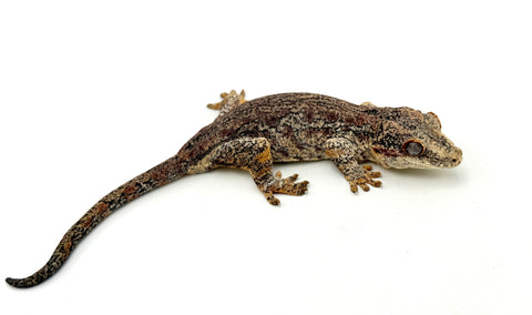 Red Aberrant Striped Gargoyle Gecko