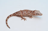 Red Blotched Gargoyle Gecko